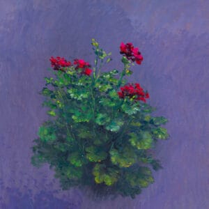 Flores Geranios - 9 de noviembre 2021